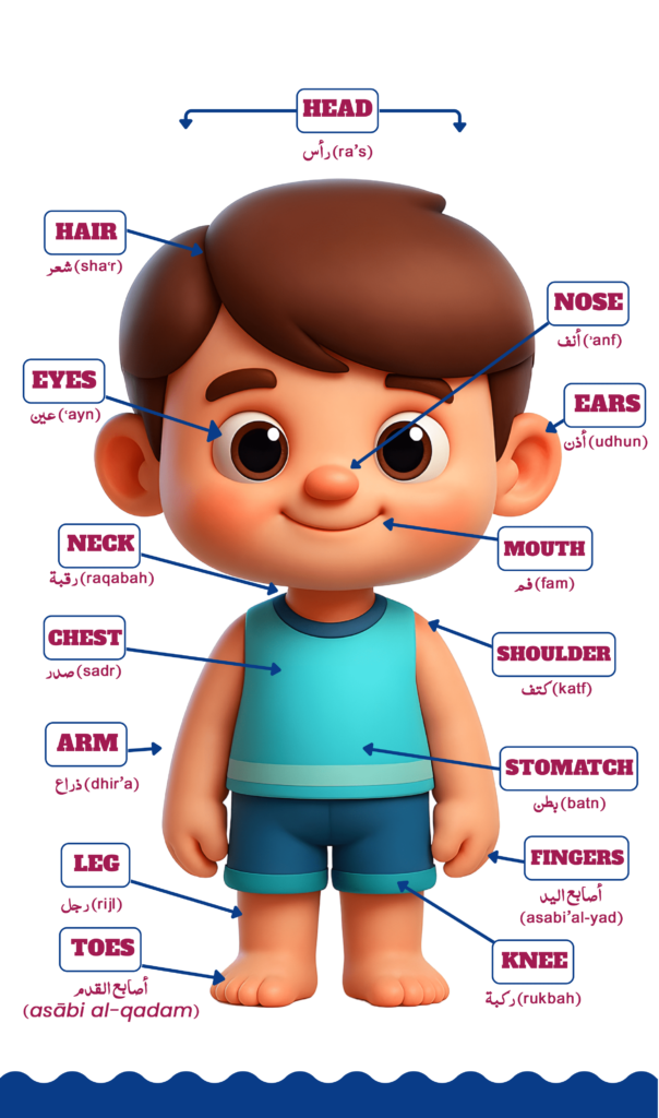 Human body part in Arabic & English - LearnGate Spoken Arabic